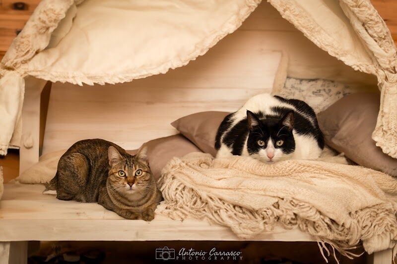 Imagen de Owanda el Barrio de las Mascotas