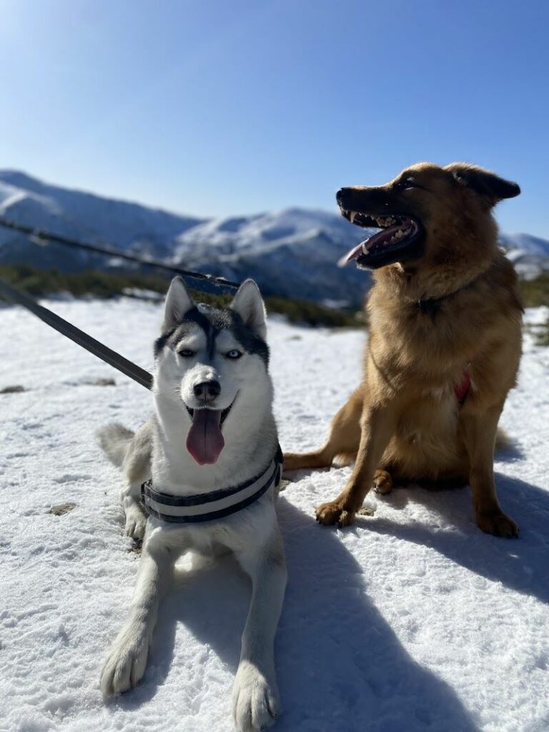 Imagen de Checan Educación Canina