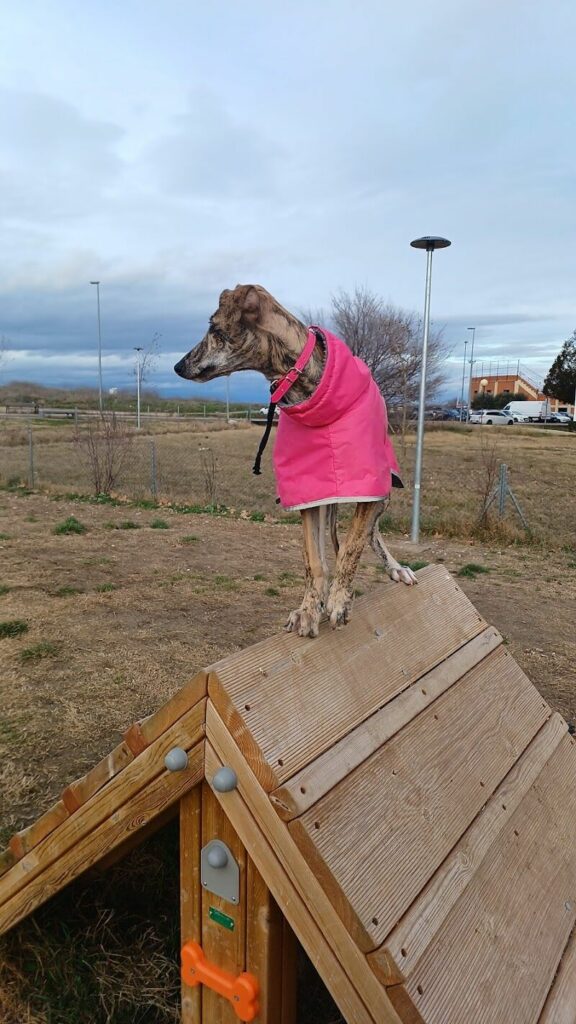 Imagen de Checan Educación Canina