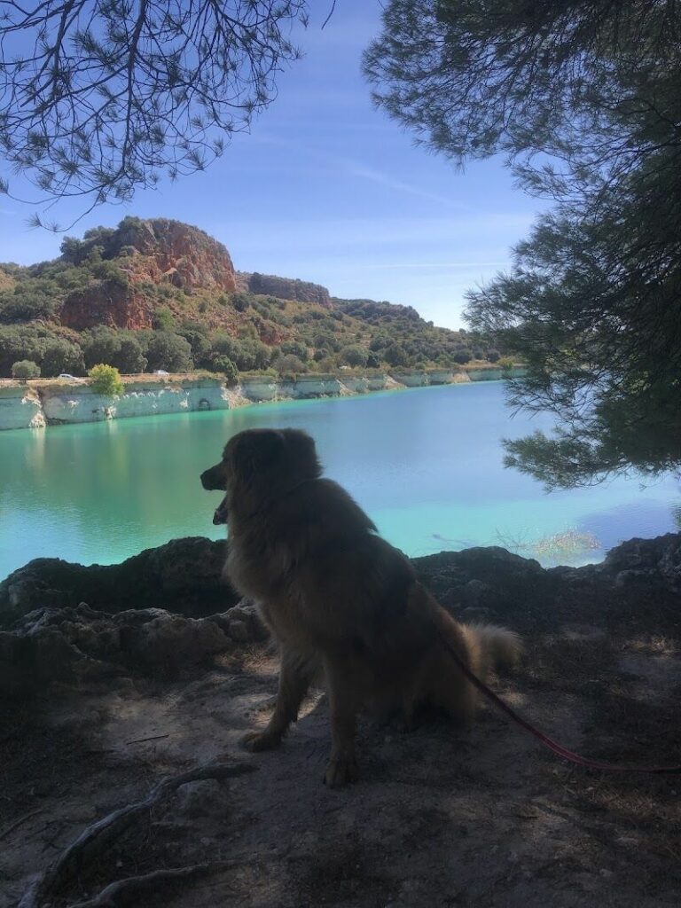 Imagen de Checan Educación Canina