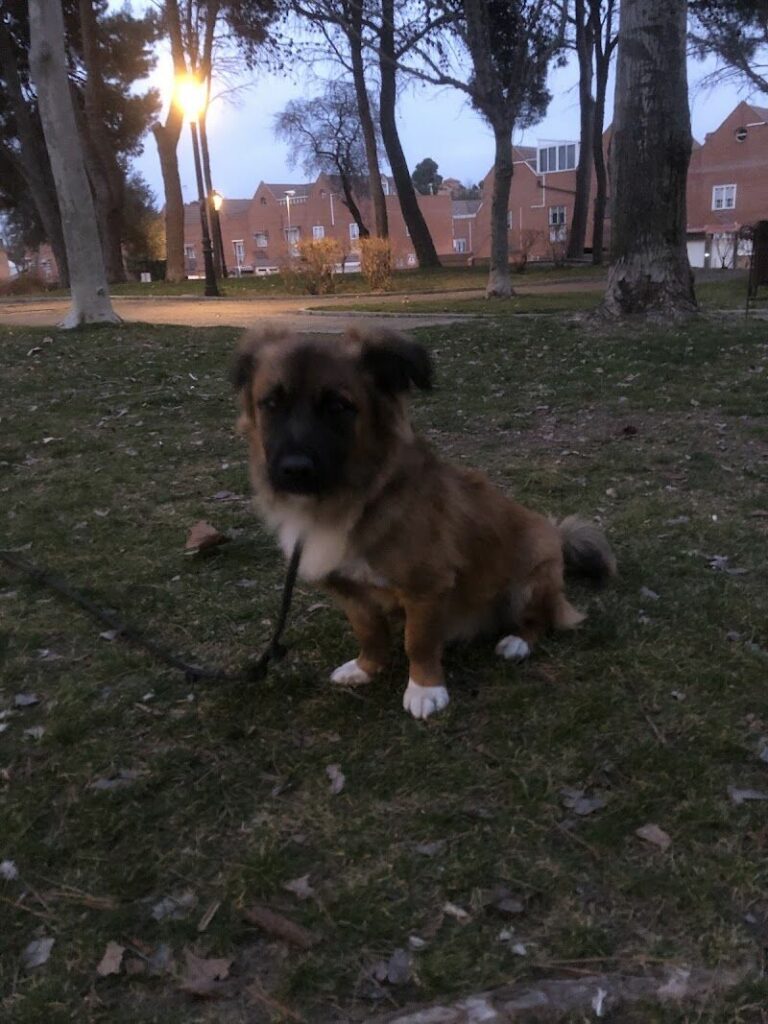 Imagen de Checan Educación Canina