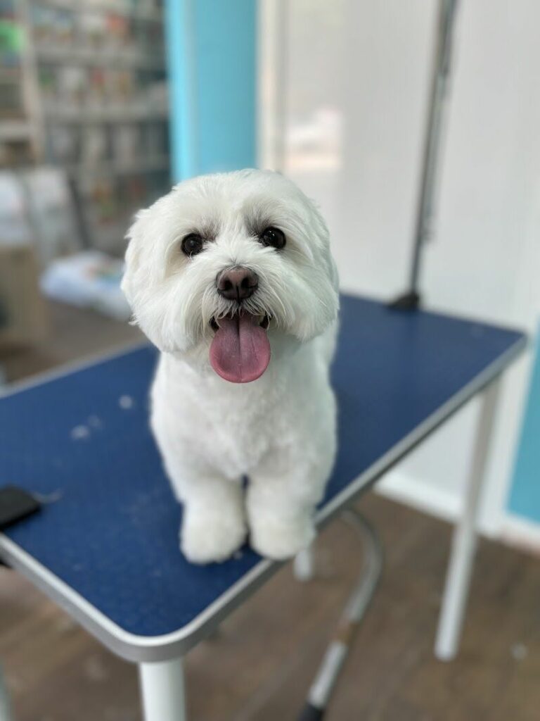 Imagen de Homenaje Al Pelaje