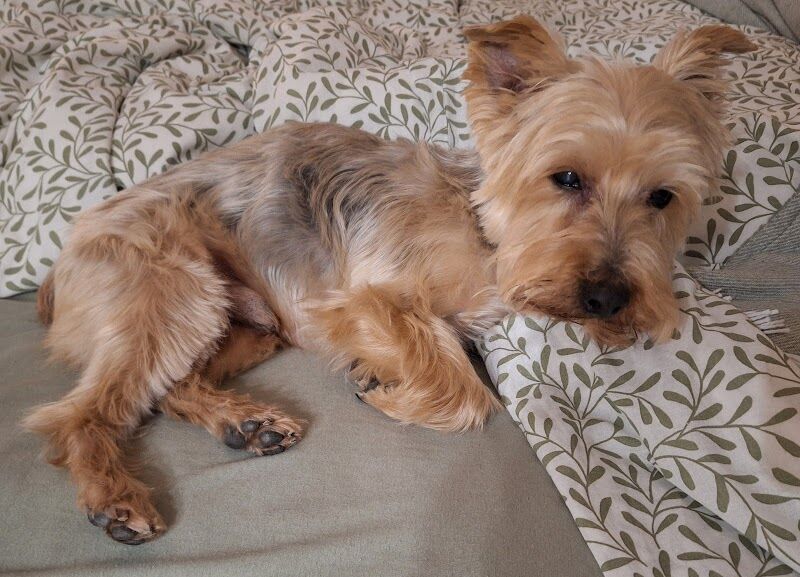 Imagen de Qué Guaupos ! Peluquería Canina