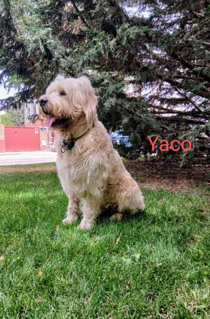 Imagen de Qué Guaupos ! Peluquería Canina