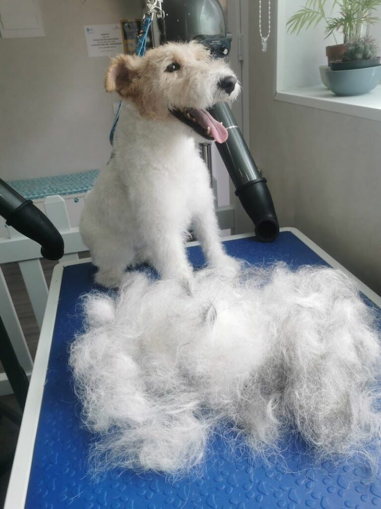 Imagen de Qué Guaupos ! Peluquería Canina