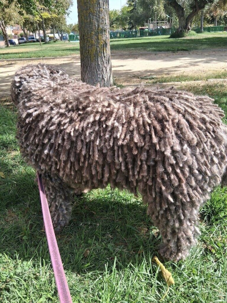 Imagen de Qué Guaupos ! Peluquería Canina