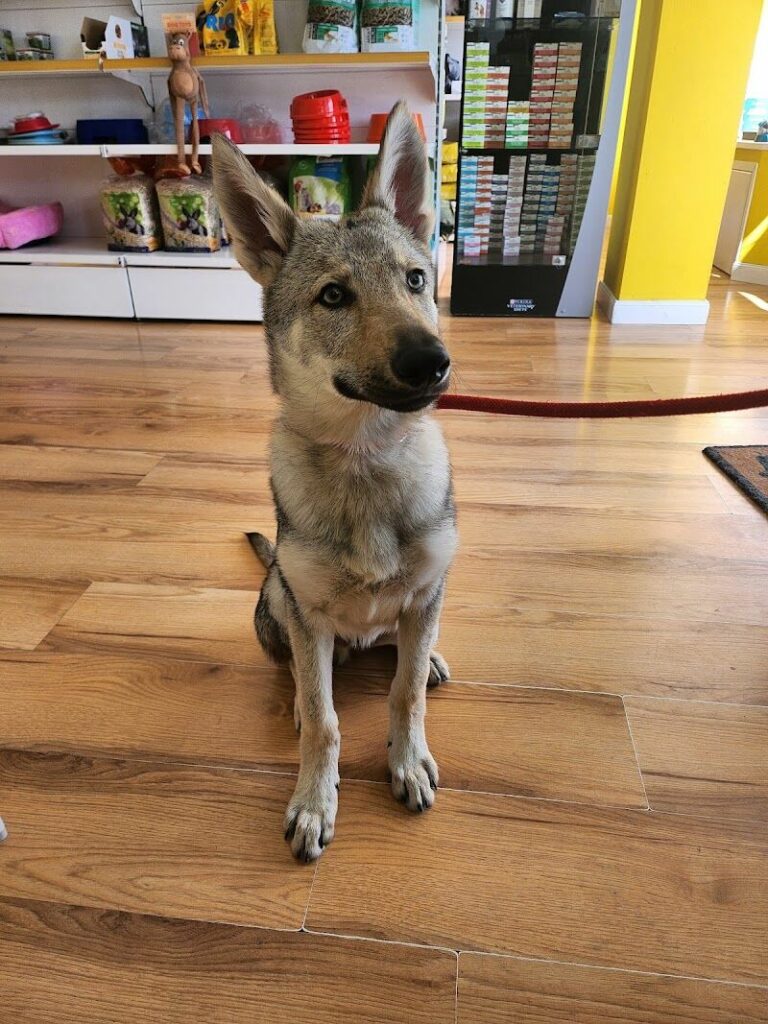 Imagen de Centro Veterinario Parque Oeste Sl