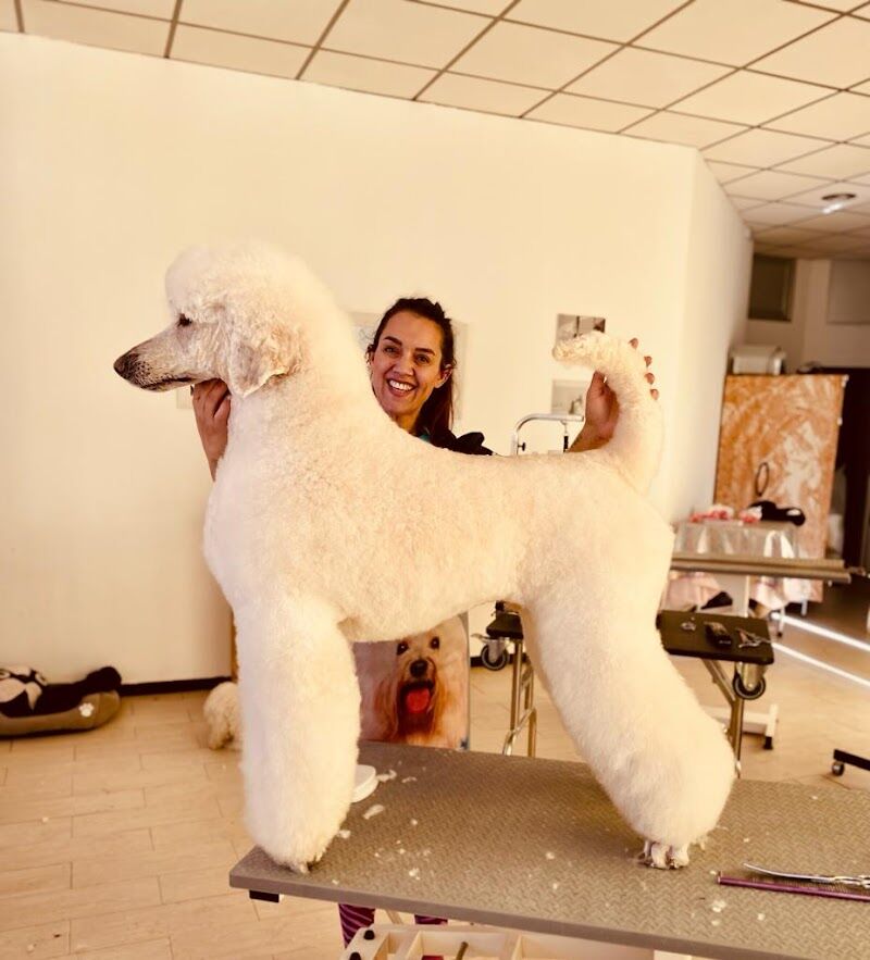 Imagen de Centro Canino en el Viso del Alcor – la Familia de Jimena