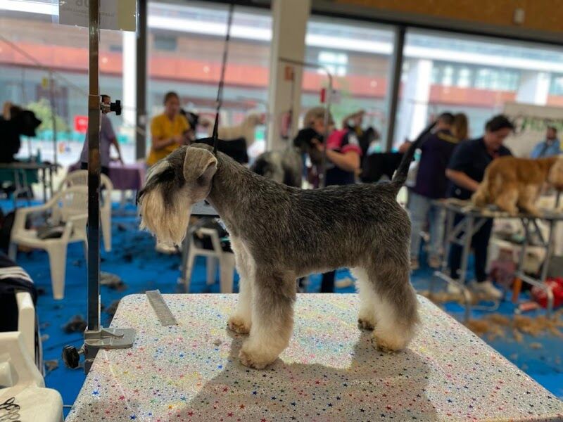 Imagen de Centro Canino en el Viso del Alcor – la Familia de Jimena