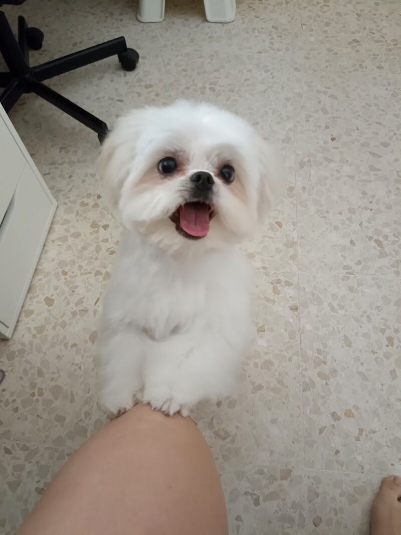 Imagen de Centro Canino en el Viso del Alcor – la Familia de Jimena