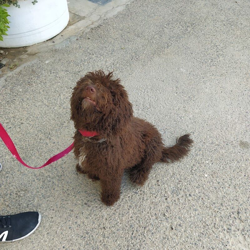 Imagen de Residencia de Animales Oasis