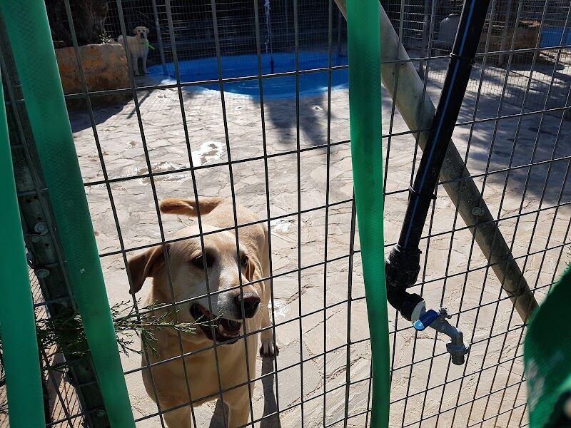 Imagen de Residencia de Animales Oasis