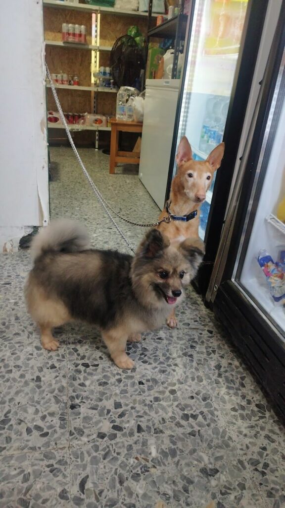 Imagen de Peluquería Canina Mimadogs