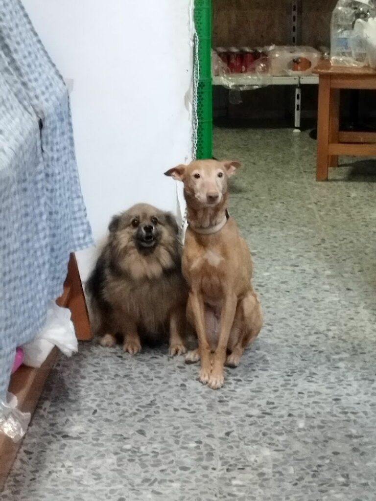 Imagen de Peluquería Canina Mimadogs