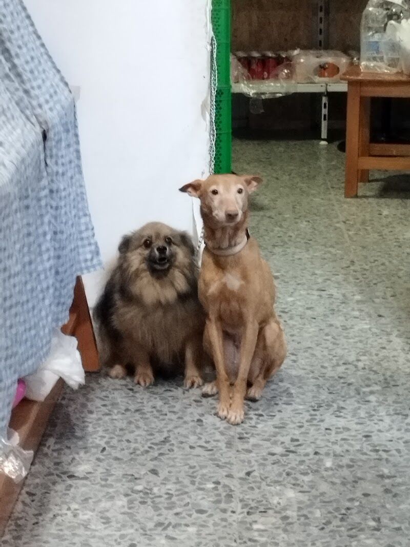 Imagen de negocio en Peluquería canina y felina en Alcalá de Guadaíra