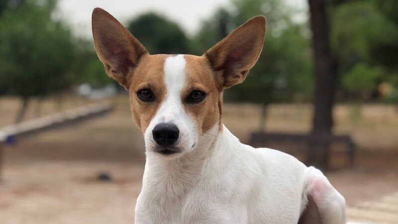 Imagen de La Huella de Andy – Érika Donoso