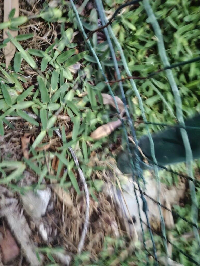 Imagen de Alvi Control Integral Plagas