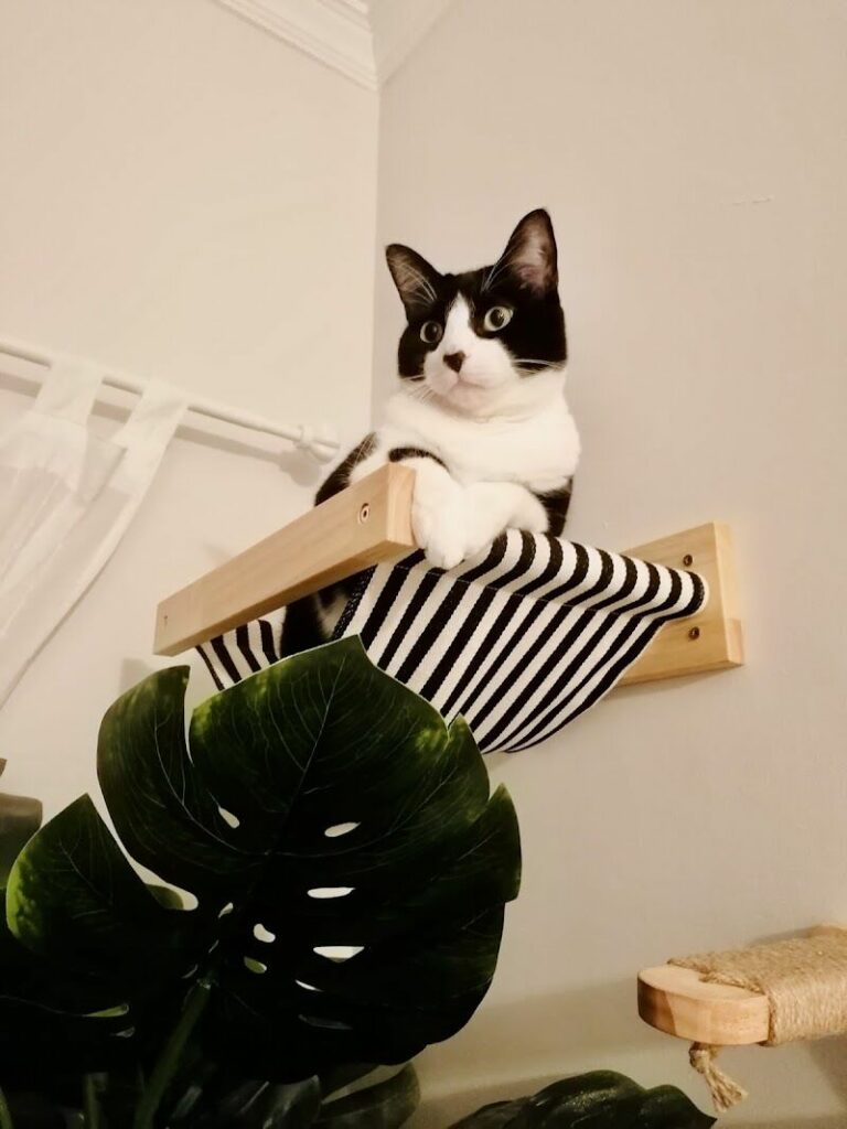 Imagen de Namasvet – Veterinaria Especialista