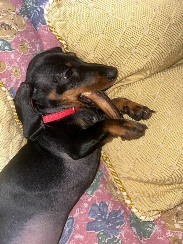 Imagen de Namasvet – Veterinaria Especialista