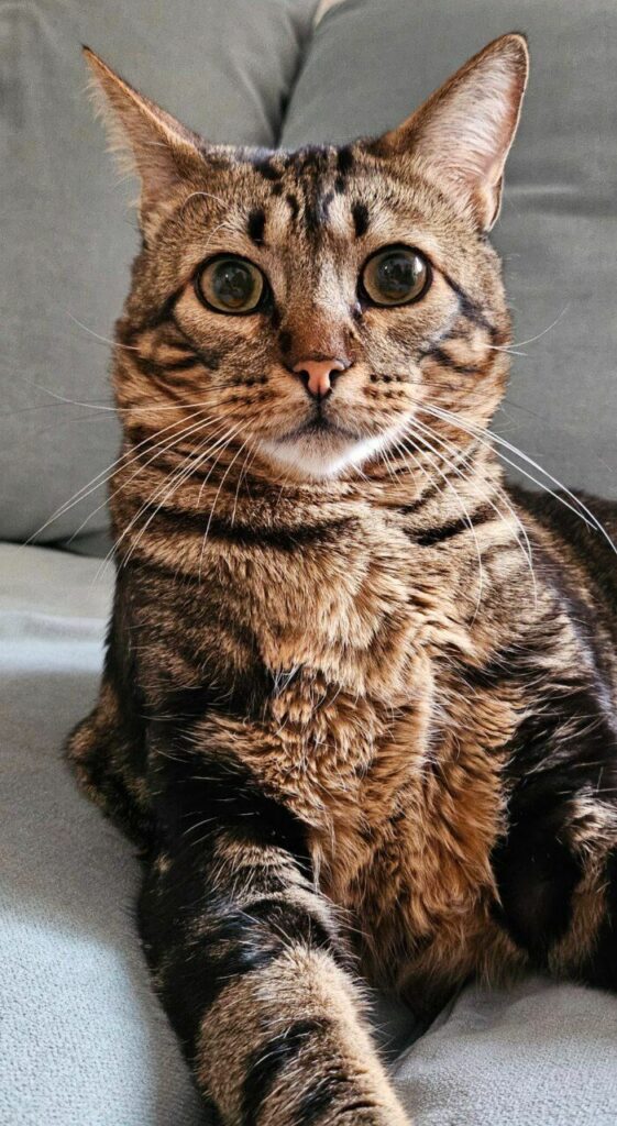 Imagen de Namasvet – Veterinaria Especialista