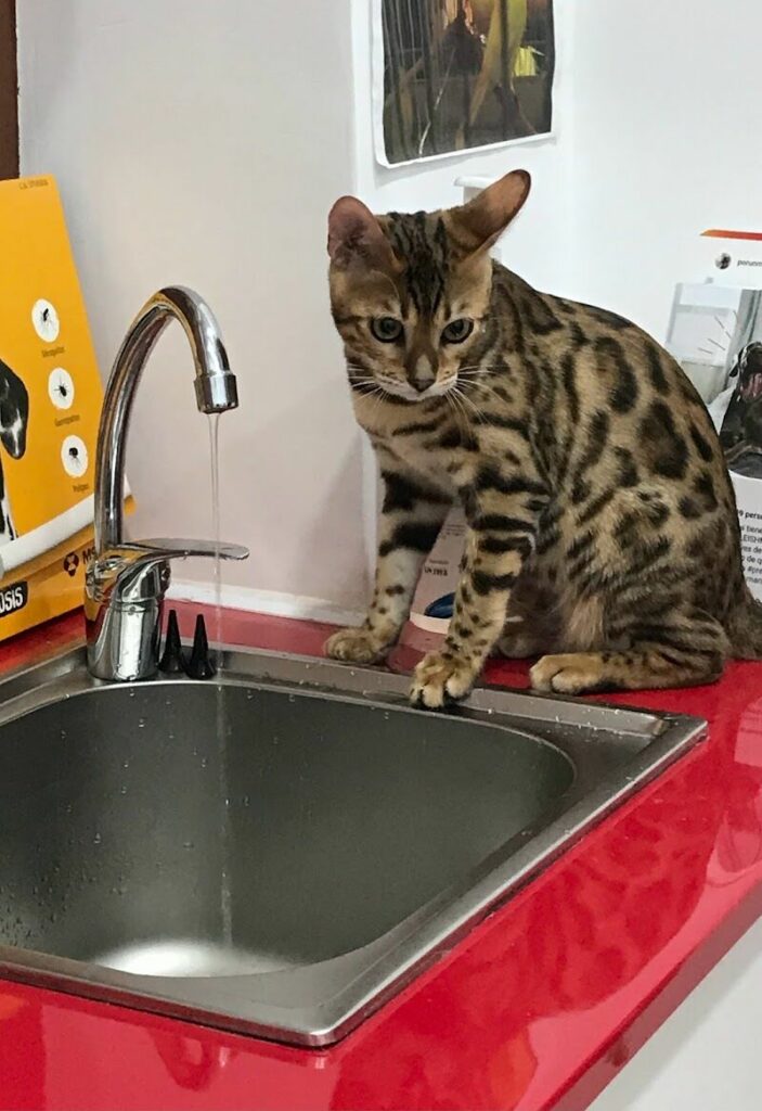 Imagen de Pet Médica Veterinaria