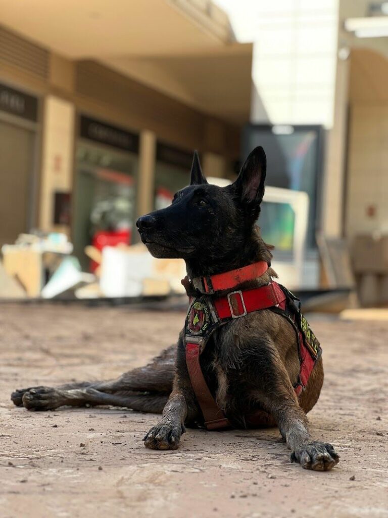 Imagen de Pet Médica Veterinaria