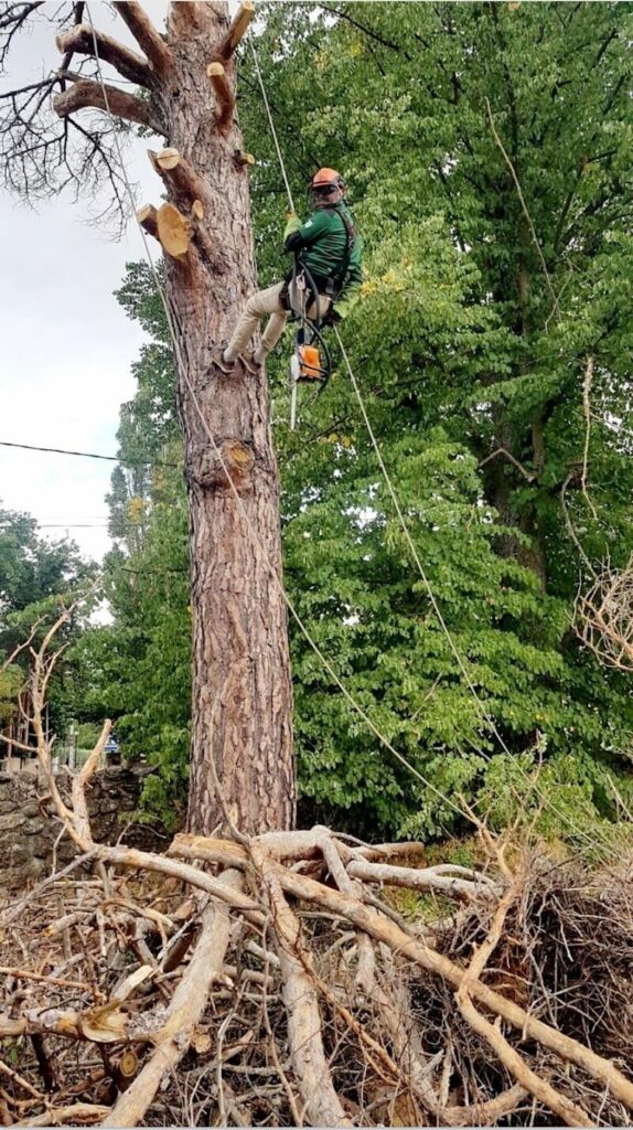 Imagen de Grupo Jardín Kasas S.l.u