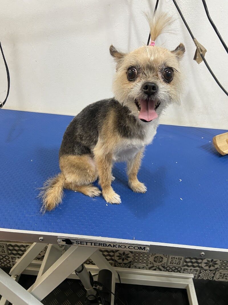 Imagen de negocio en Peluquería canina y felina en Móstoles