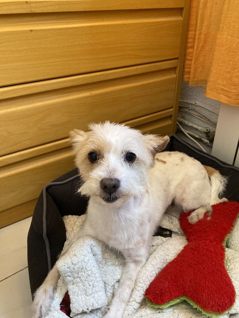 Imagen de negocio en Peluquería canina y felina en Móstoles