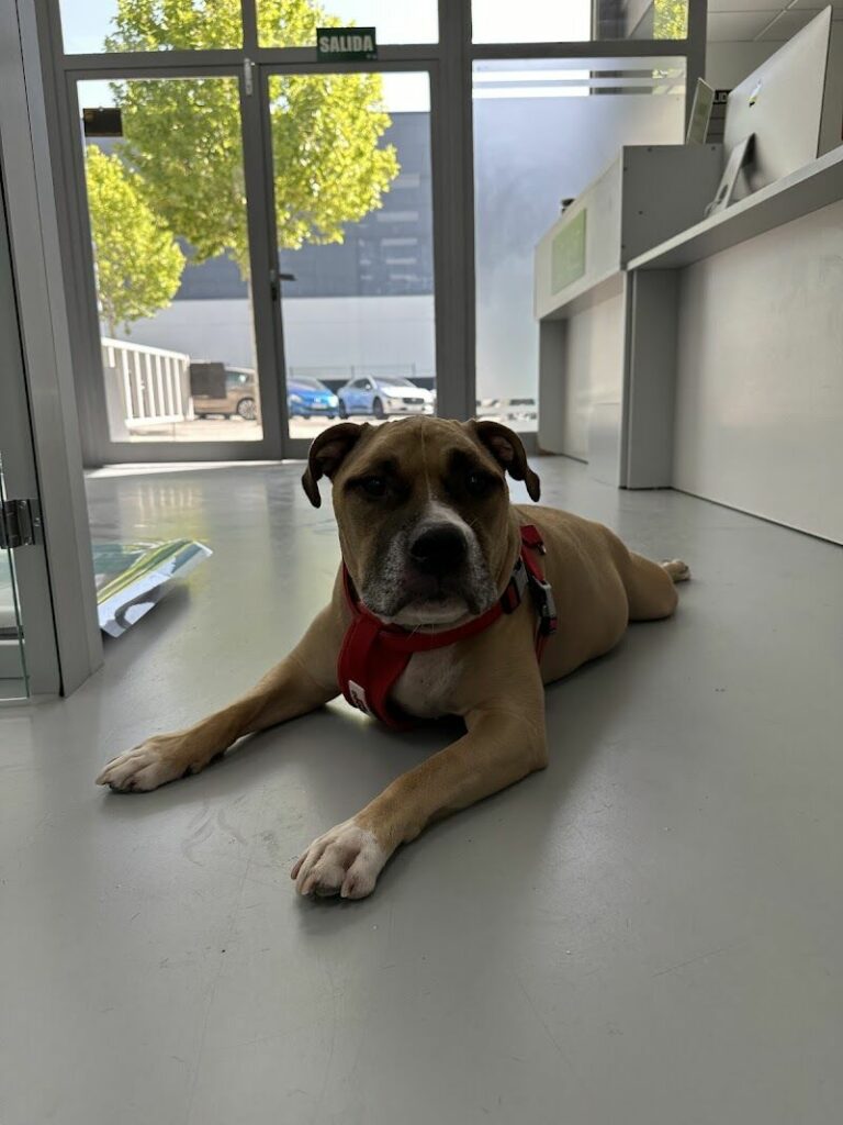 Imagen de Lily’s Vet Clinica Veterinaria