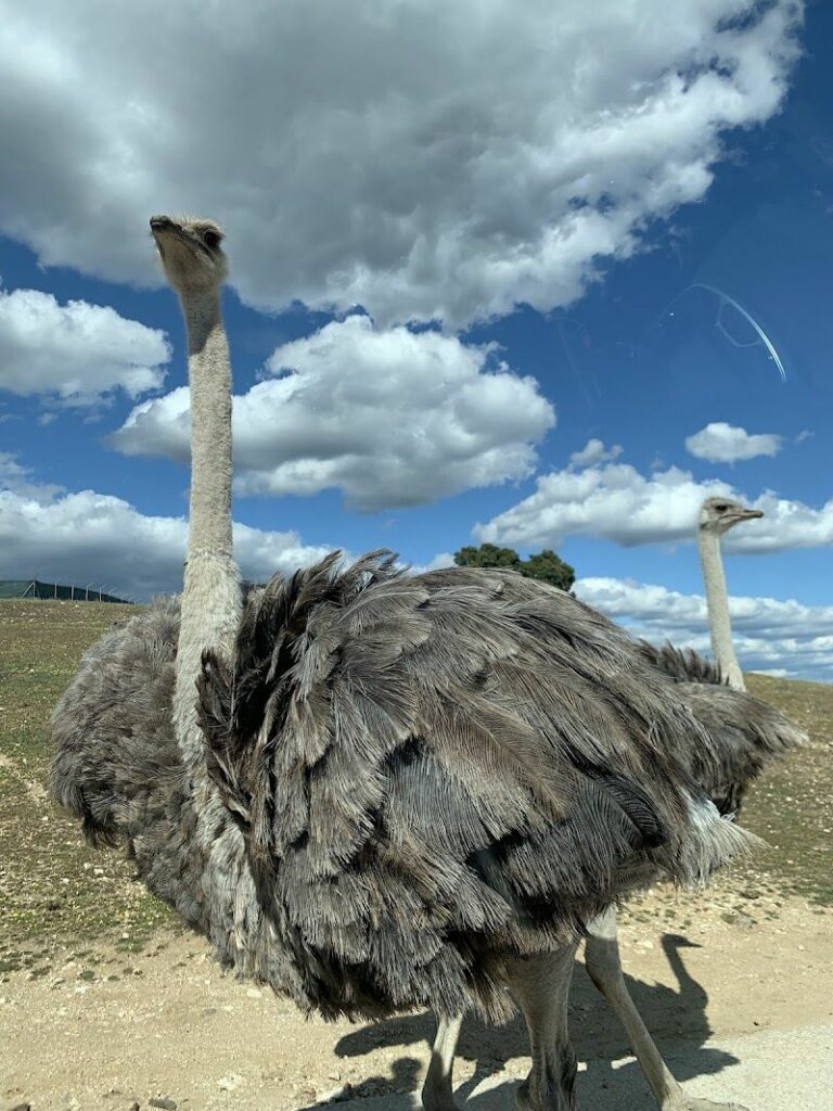 Imagen de Camping Privado Caravan Garden