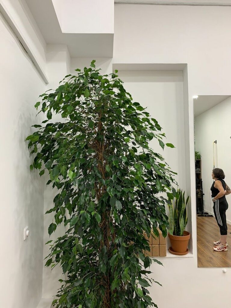 Imagen de Selva Life Studio