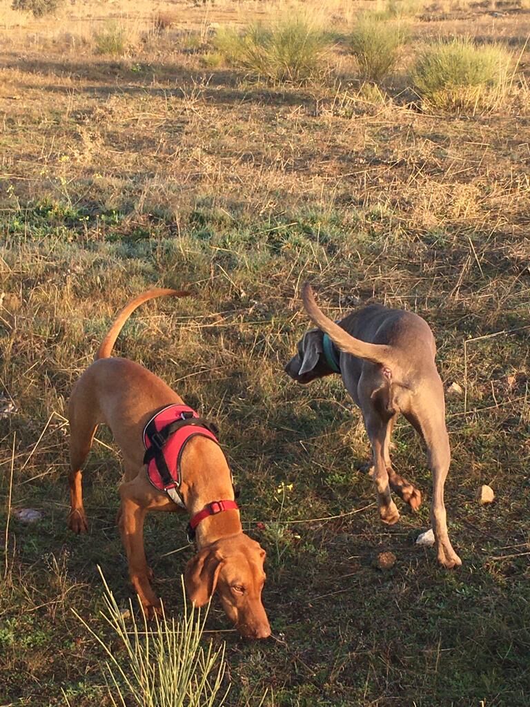 Imagen de Residencia y Guarderia Canina Bella Can