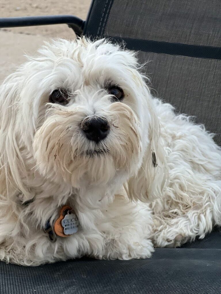 Imagen de Residencia y Guarderia Canina Bella Can