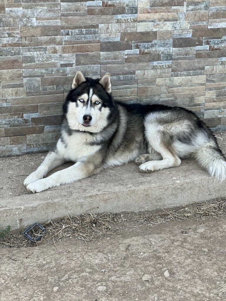 Imagen de Residencia y Guarderia Canina Bella Can