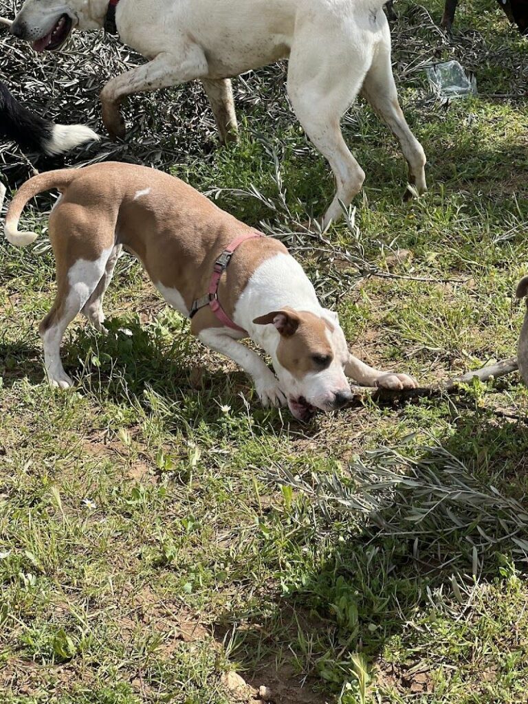 Imagen de Residencia y Guarderia Canina Bella Can