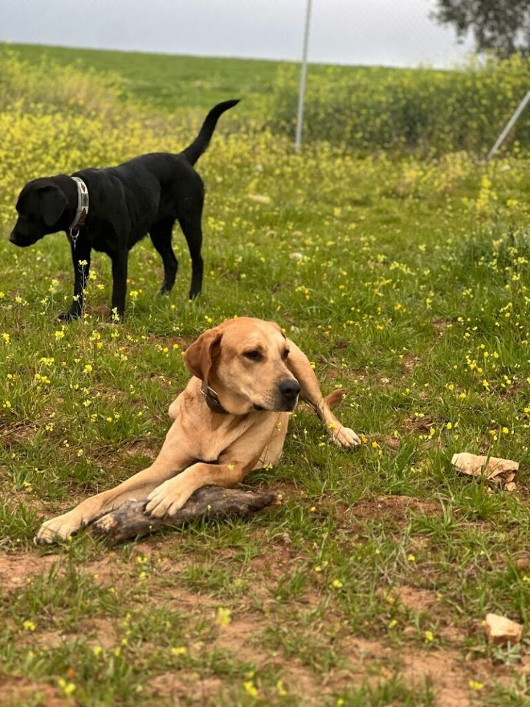 Imagen de Residencia y Guarderia Canina Bella Can