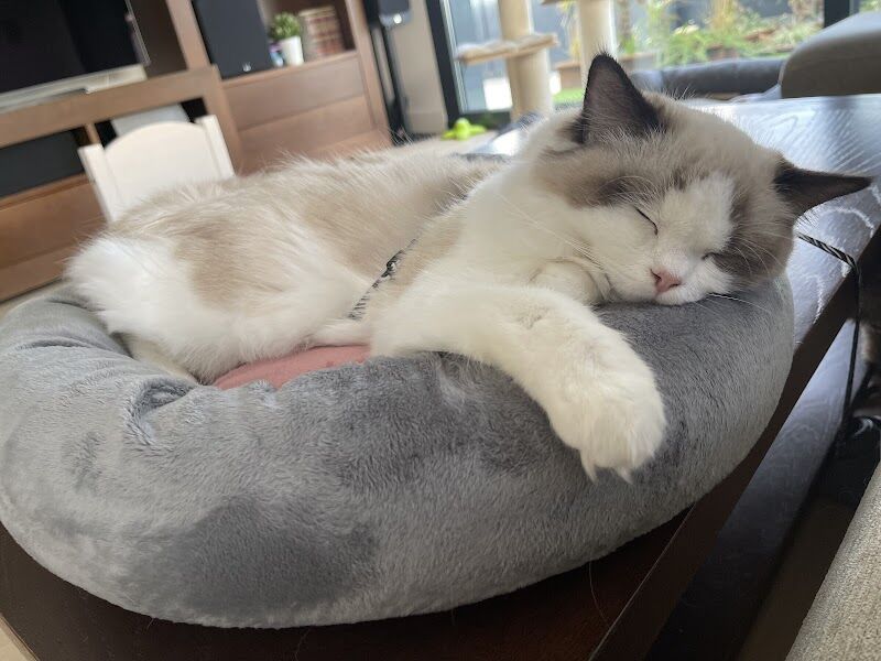 Imagen de Centro Veterinario Mascoteros