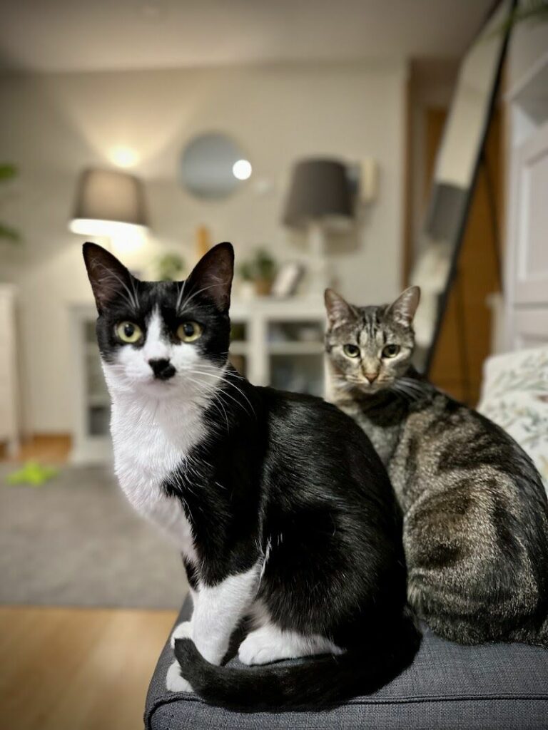 Imagen de Centro Veterinario Mascoteros