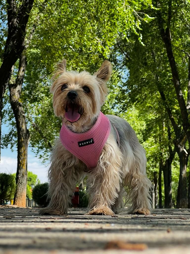 Imagen de Centro Veterinario Mascoteros
