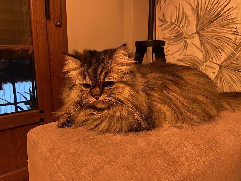 Imagen de Centro Veterinario Mascoteros