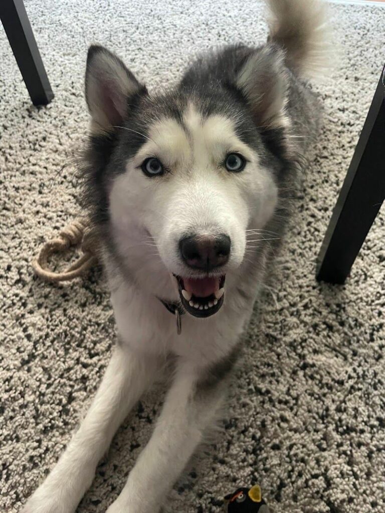 Imagen de Dra. Patricia Veterinaria a Domicilio