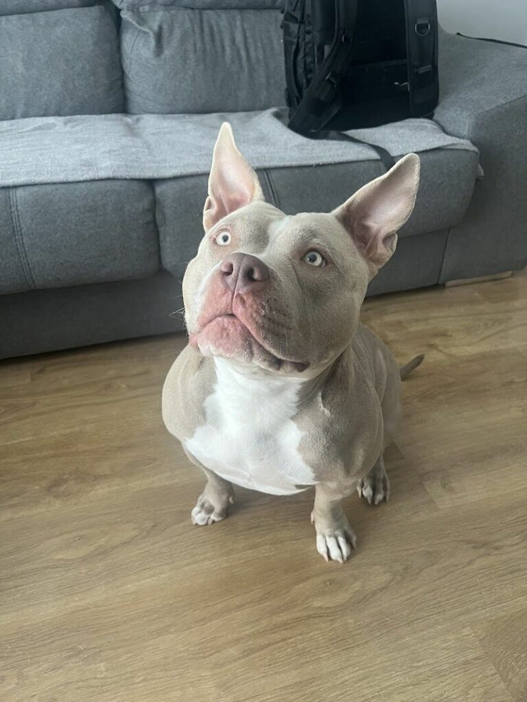 Imagen de Dra. Patricia Veterinaria a Domicilio