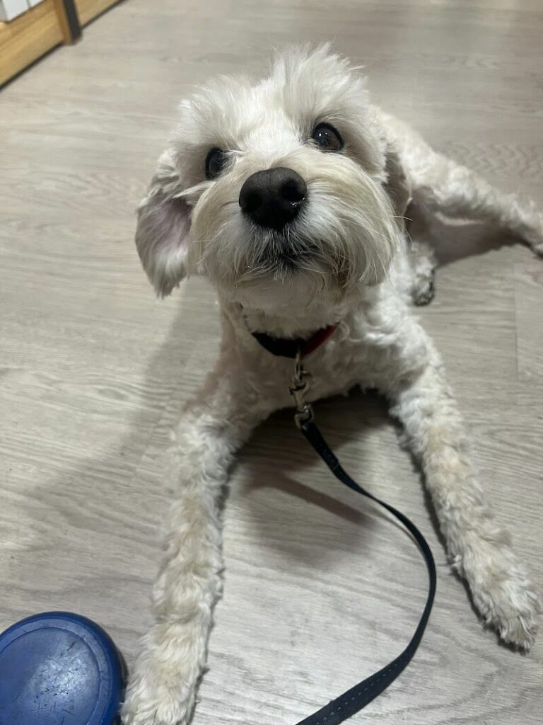 Imagen de Dra. Patricia Veterinaria a Domicilio