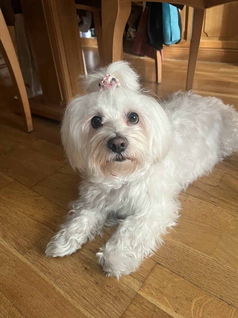 Imagen de Dra. Patricia Veterinaria a Domicilio