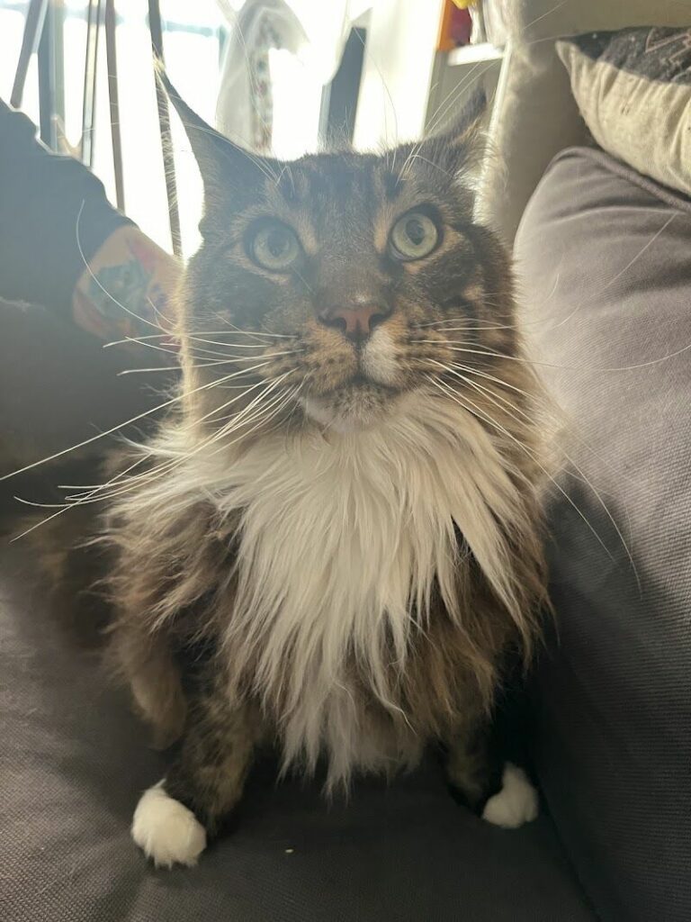 Imagen de Dra. Patricia Veterinaria a Domicilio