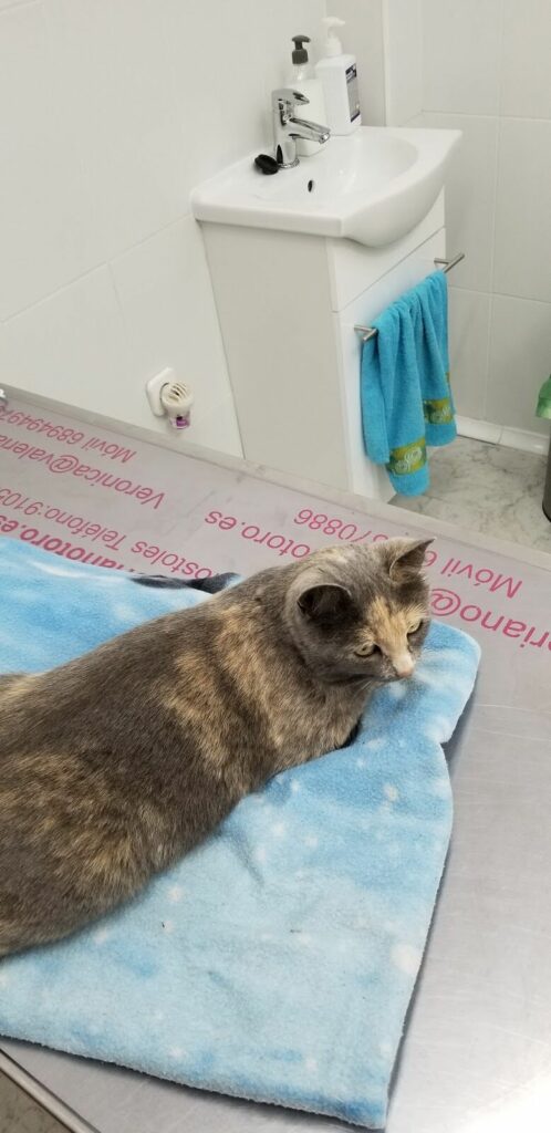 Imagen de Centro Veterinario Patitas