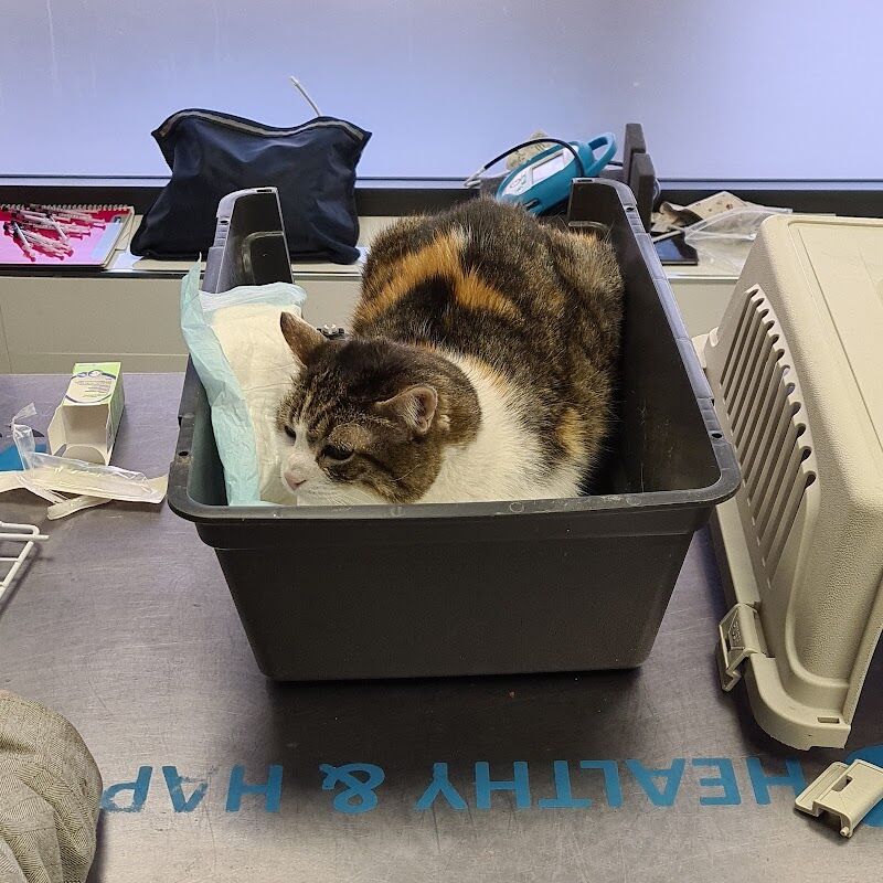 Imagen de Alameda Clínica Veterinaria