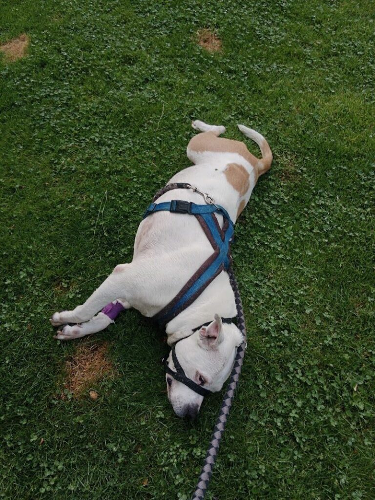 Imagen de Alameda Clínica Veterinaria