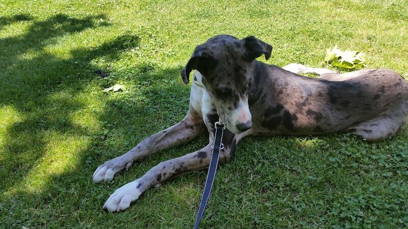 Imagen de Alameda Clínica Veterinaria